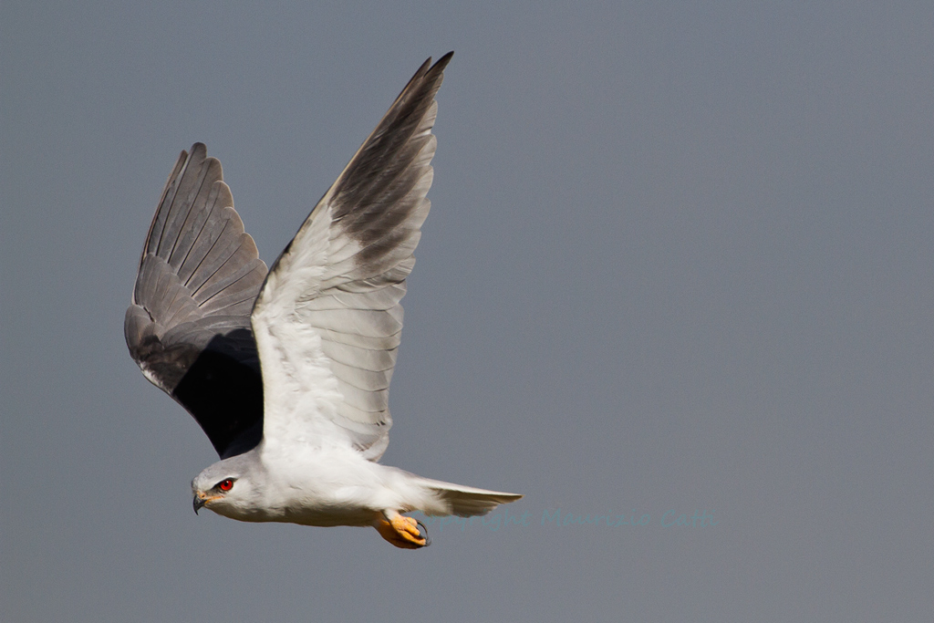 Inseguendo il Nibbio Bianco