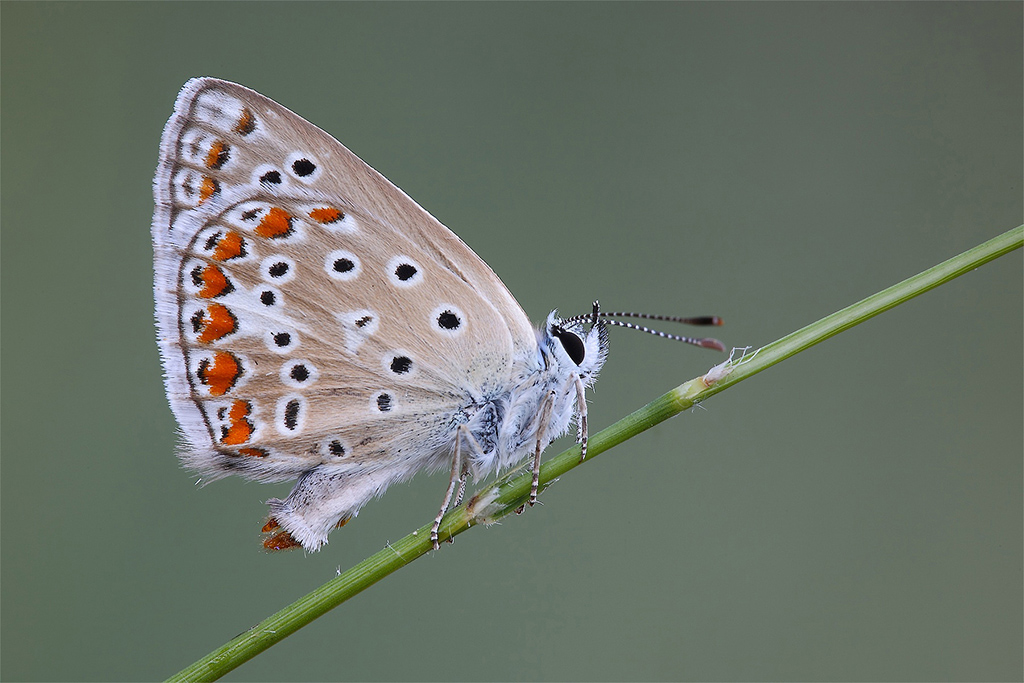 Classica....In Tutto !!!