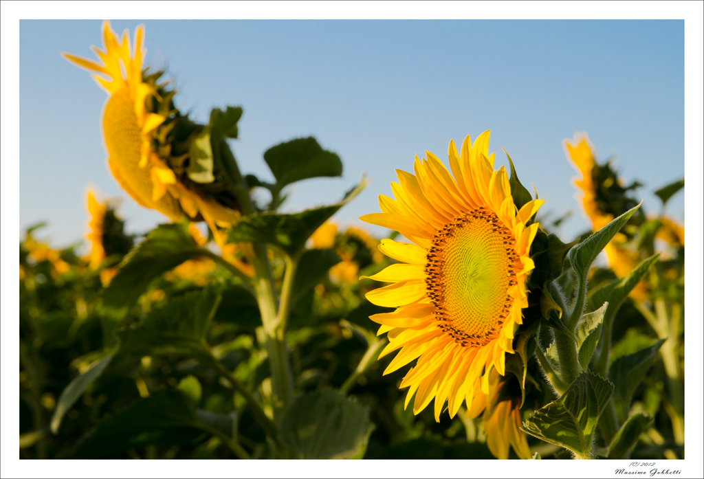 baciati dal sole all'alba