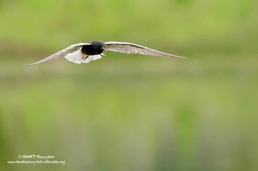 Mignattino-Alibianche