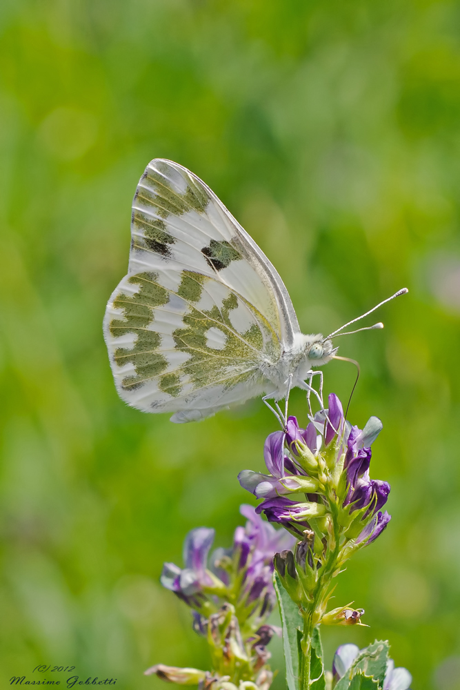 Pontia Edusa dei poveri