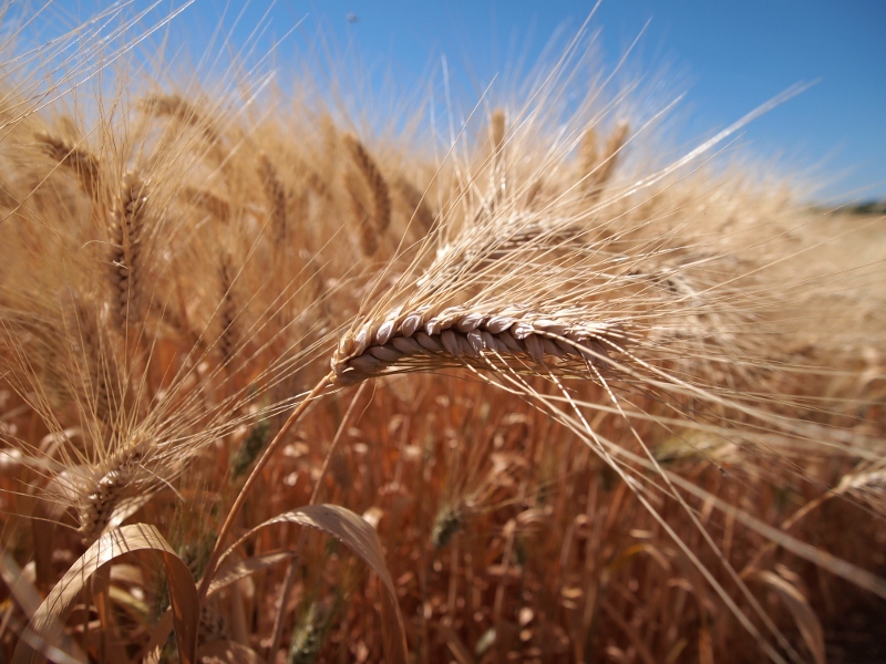 Gran duro di Sicilia