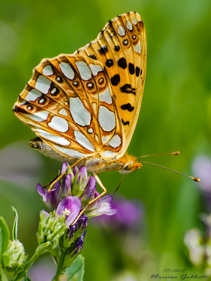 Famiglia della Nymphalidae ma esattamente?
