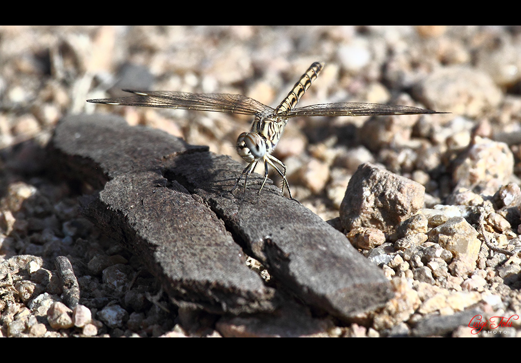 Libellula - Brachythemis Impartita (femmina)