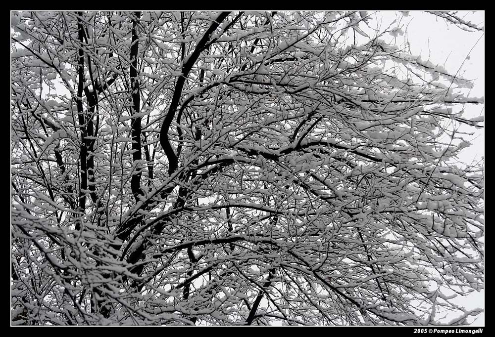 al parco dopo una nevicata 6 (capillari ed arterie)