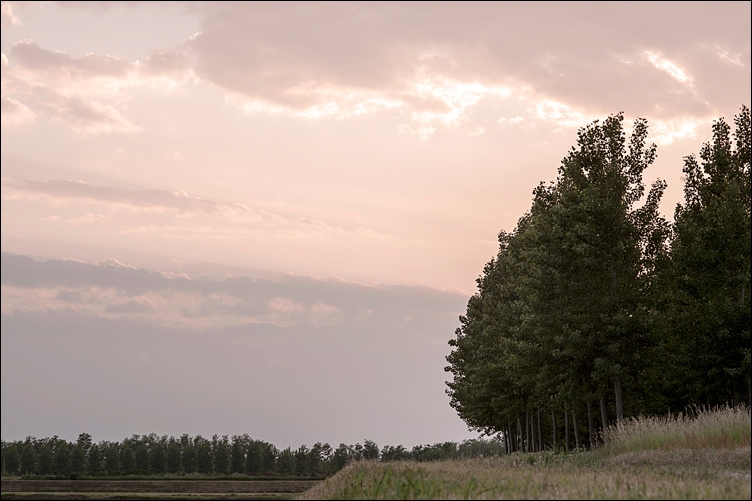 Un silenzio tinto di rosa