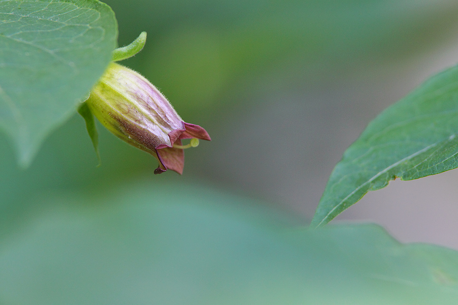 atropa belladonna
