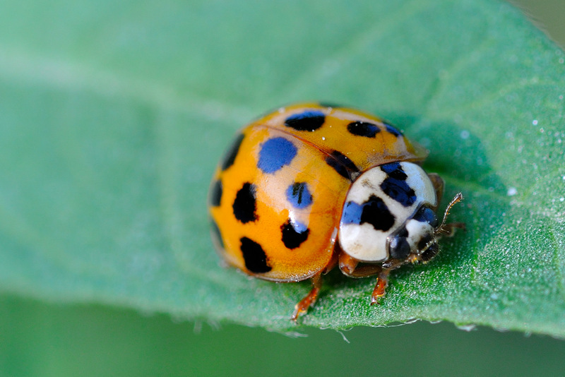 First ladybug