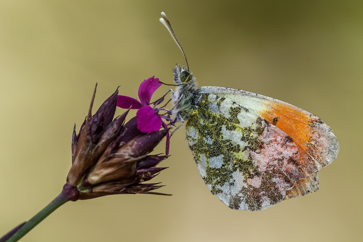 Anthocharis Cardamines