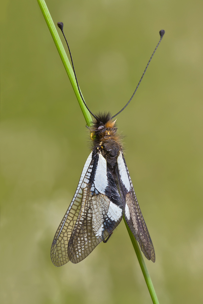 Libelluloide Coccaius (ad ali  aperte)