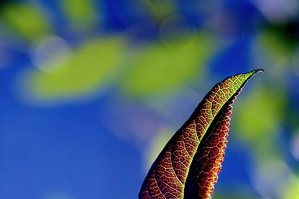 *** Vela al vento ***