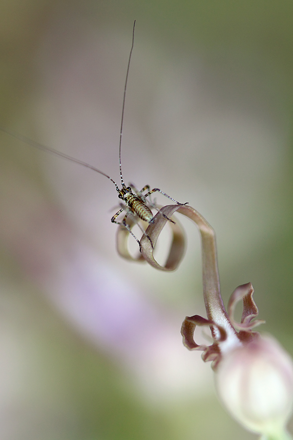 neanide di phaneroptera