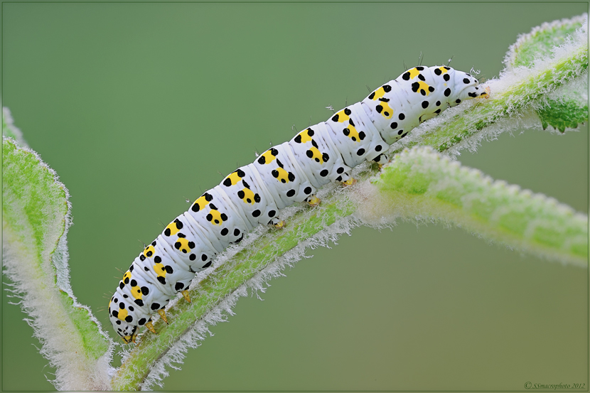 Shargacucullia verbasci (Linnaeus, 1758)