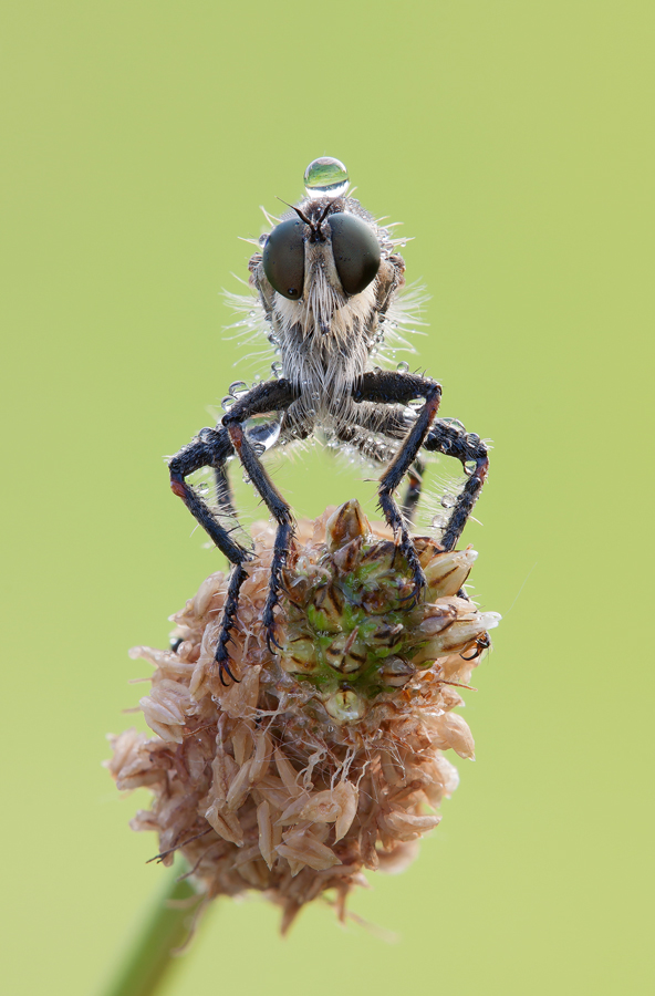 Neomochtherus geniculatus (Asilide)