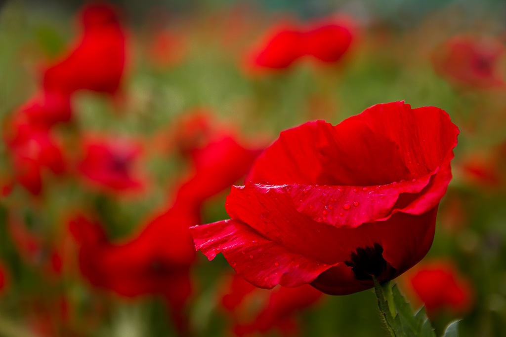 Close-up di un papavero ambientato