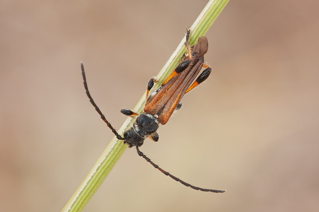 Stenopterus ater