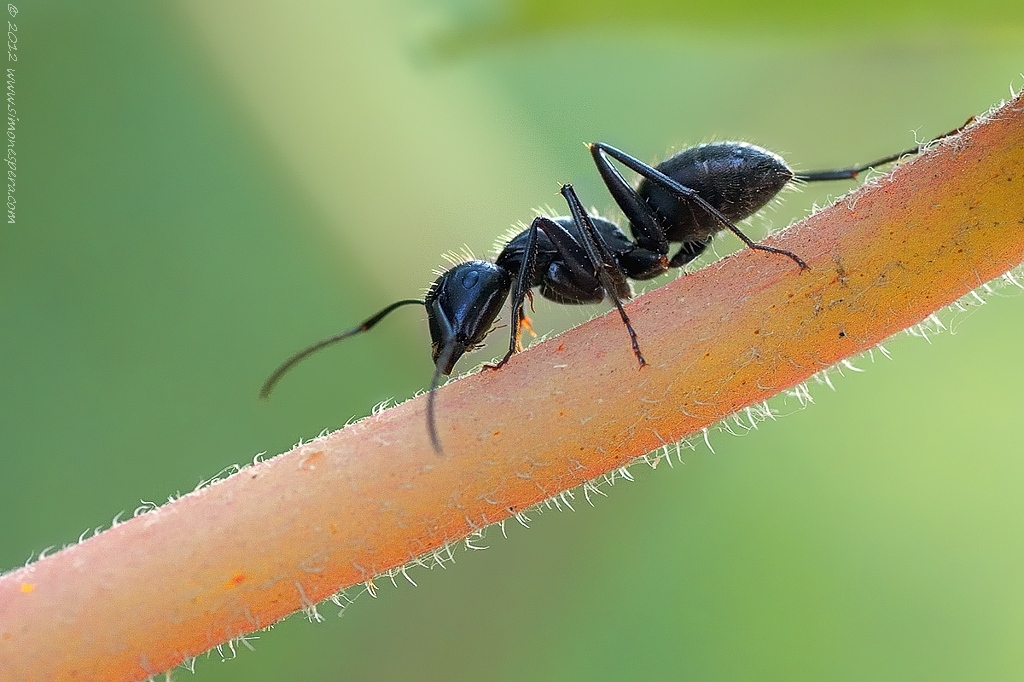 Formica carpentiera (Camponotus vagus)