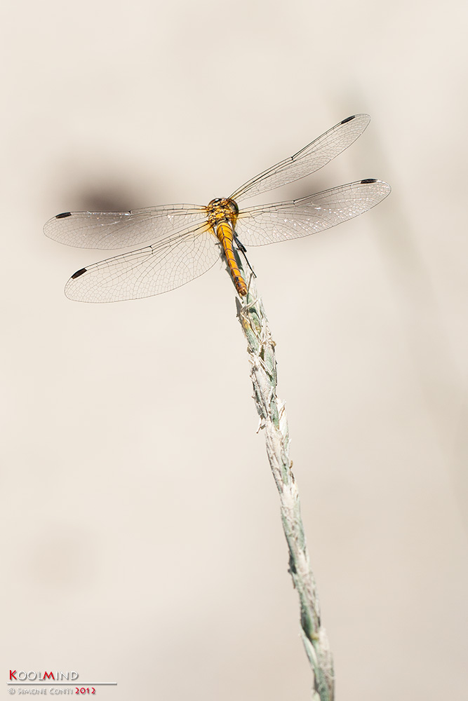 Sympetrum artistico