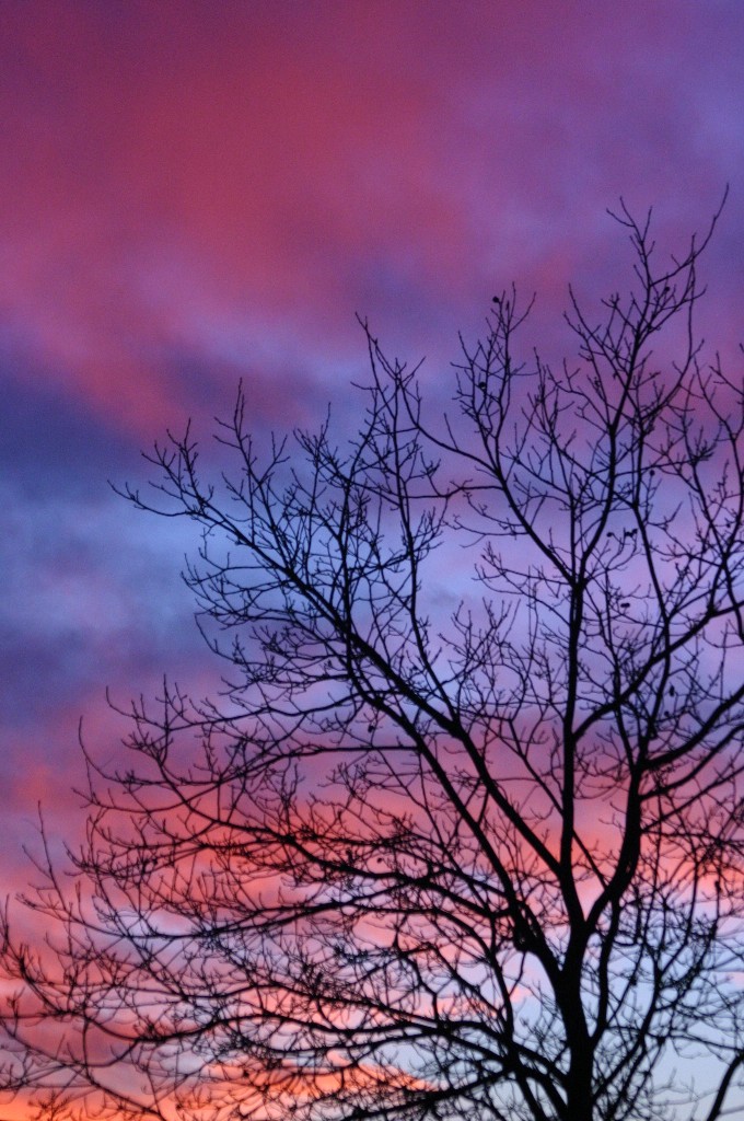 the sky and the tree