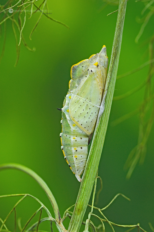 Pieris brassicae (Linnaeus, 1758)