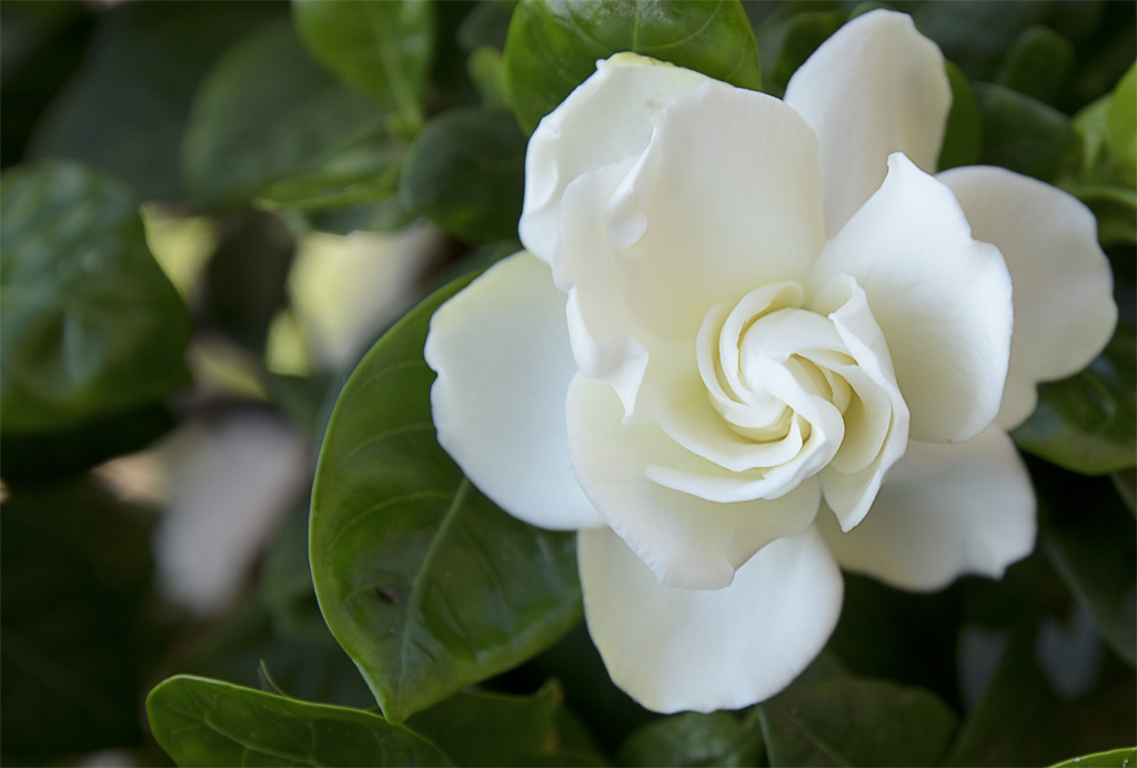 Gardenia