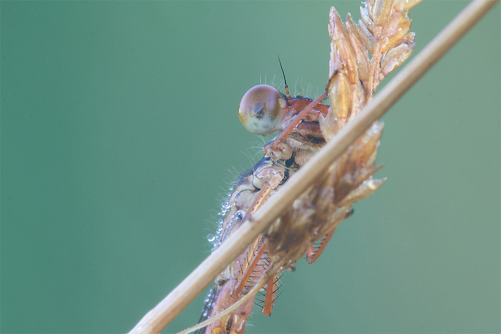.....Faccio Capolino !!!