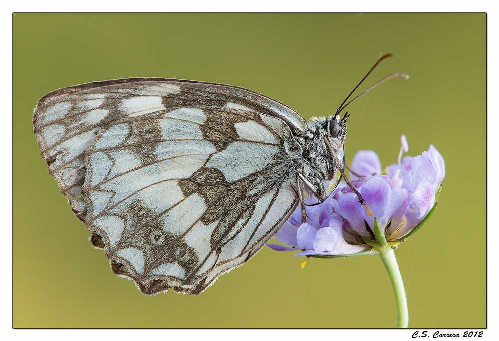 Melanargia Galathea