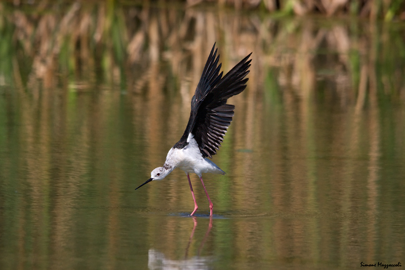 Stirata di cavaliere