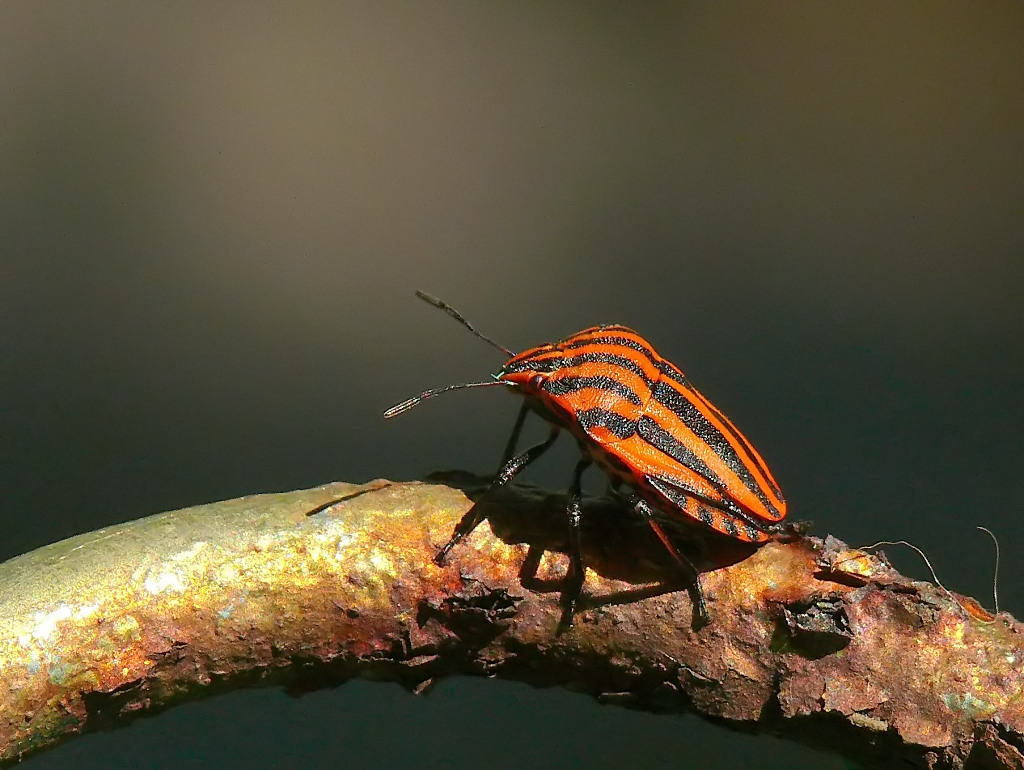 *** Esame di riflessologia...bocciato ***