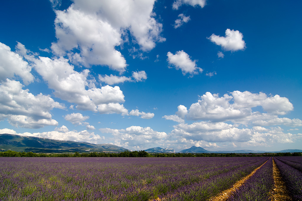 Plateau di Valensole