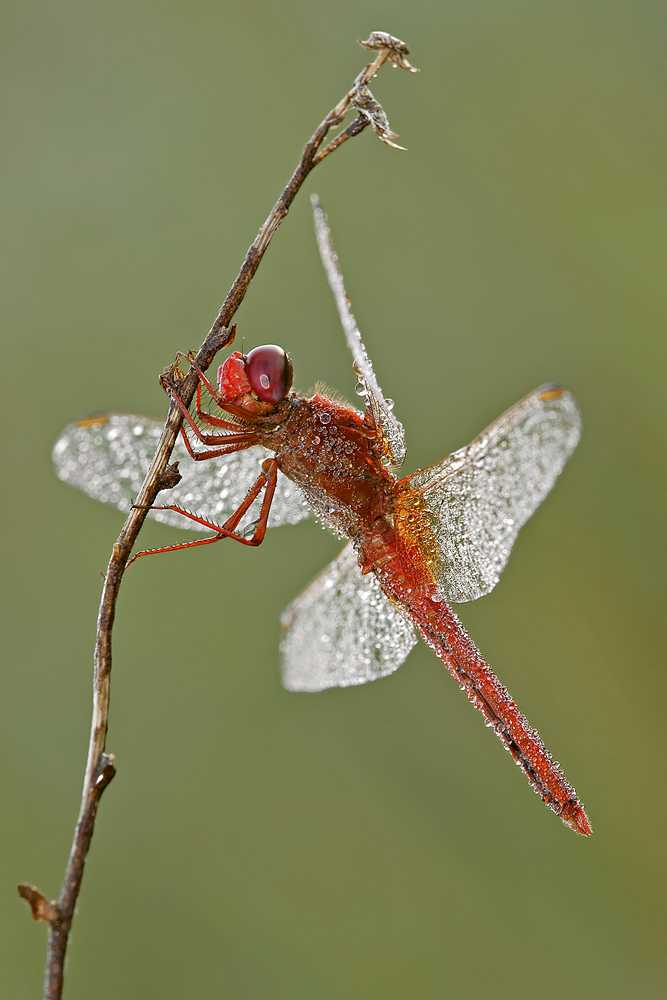 Red Odonata ( maschio?)