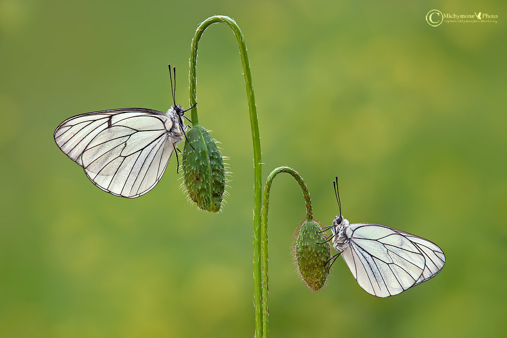 Aporia Cratagei (Farfalla del Biancospino)...