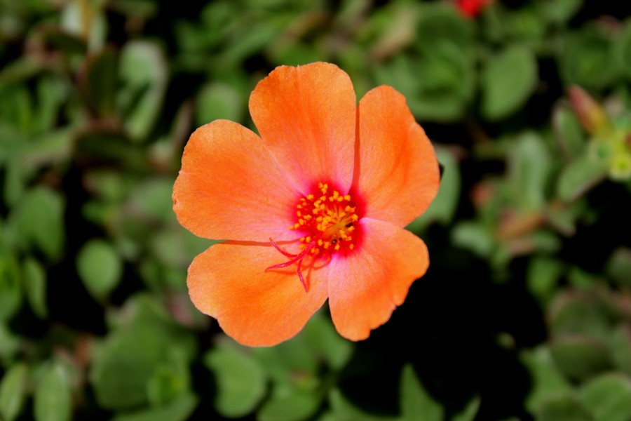 portulaca