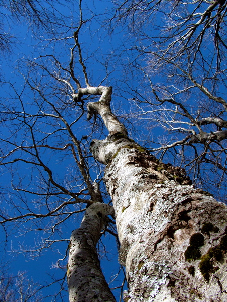 LE MANI ...DELLA MONTAGNA