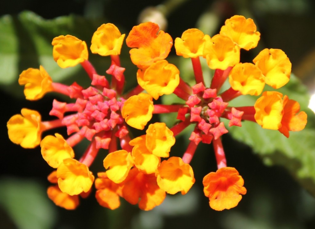 lantana