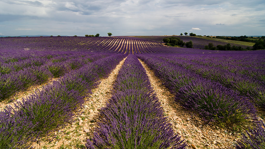 Plateau de Valensole