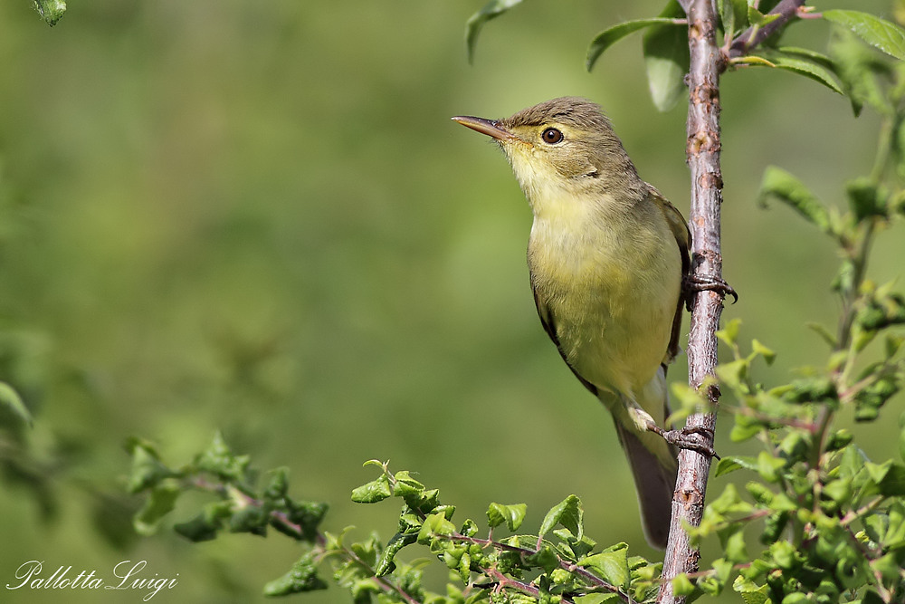 Canapino (Hippolais polyglotta)