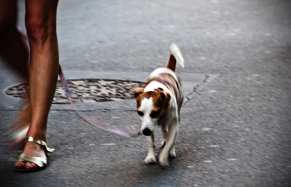 Cane in citt�