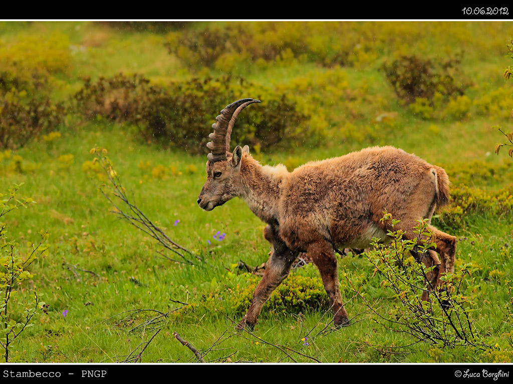 Stambecco # 2