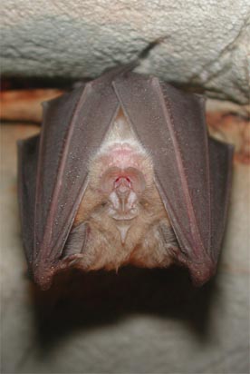 Pipistrello