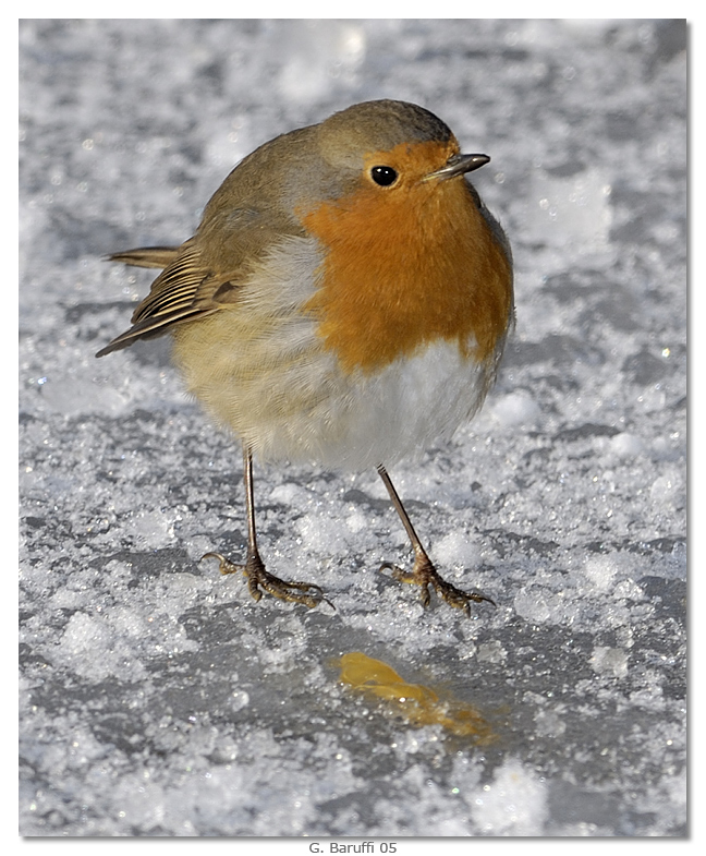 Pettirosso Buona Notte - domani cambieremo soggetto!