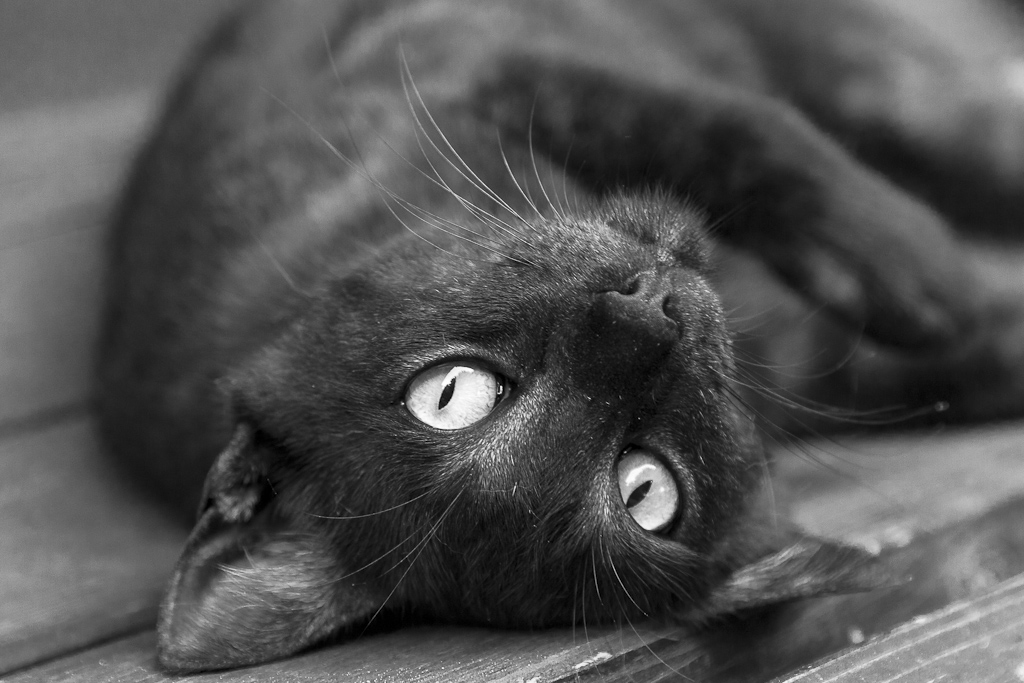 Ritratto di un amic(i)one...