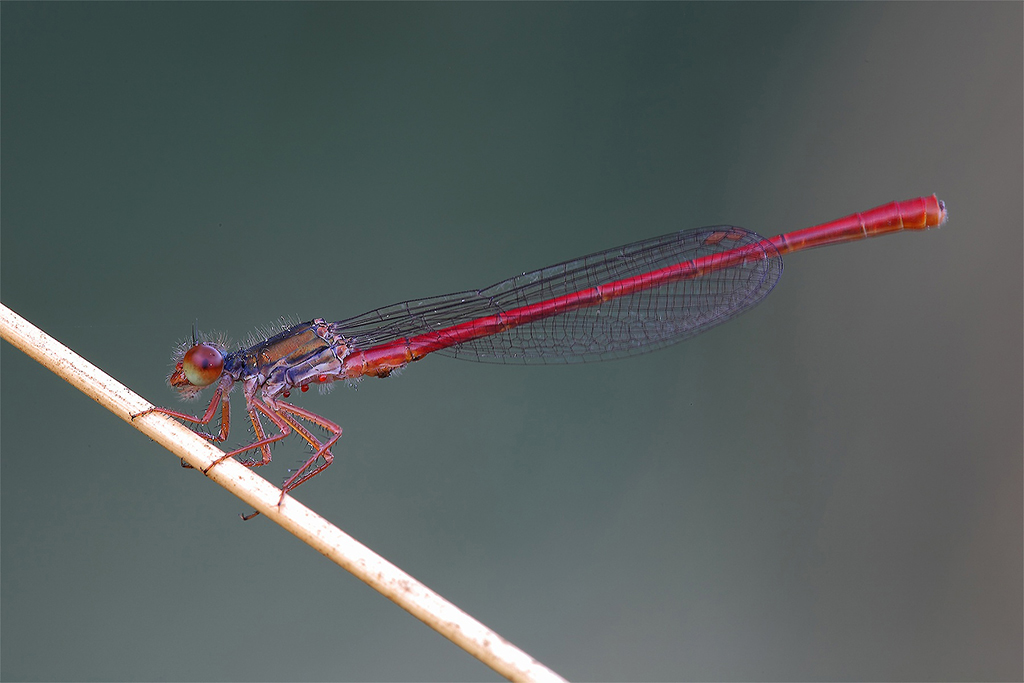 Banalmente Rossa !!!