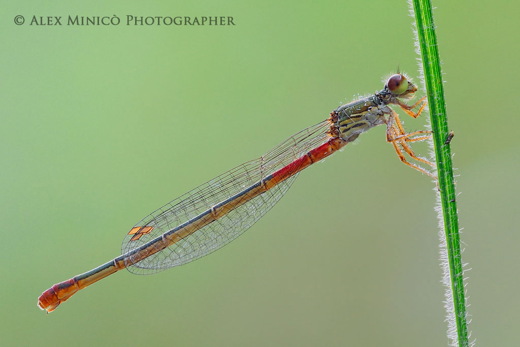 Ceriagrion tenellum