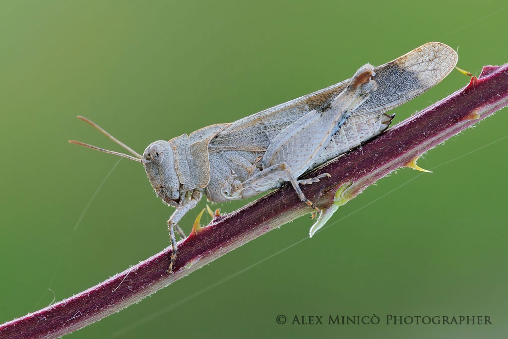 Oedipoda caerulescens
