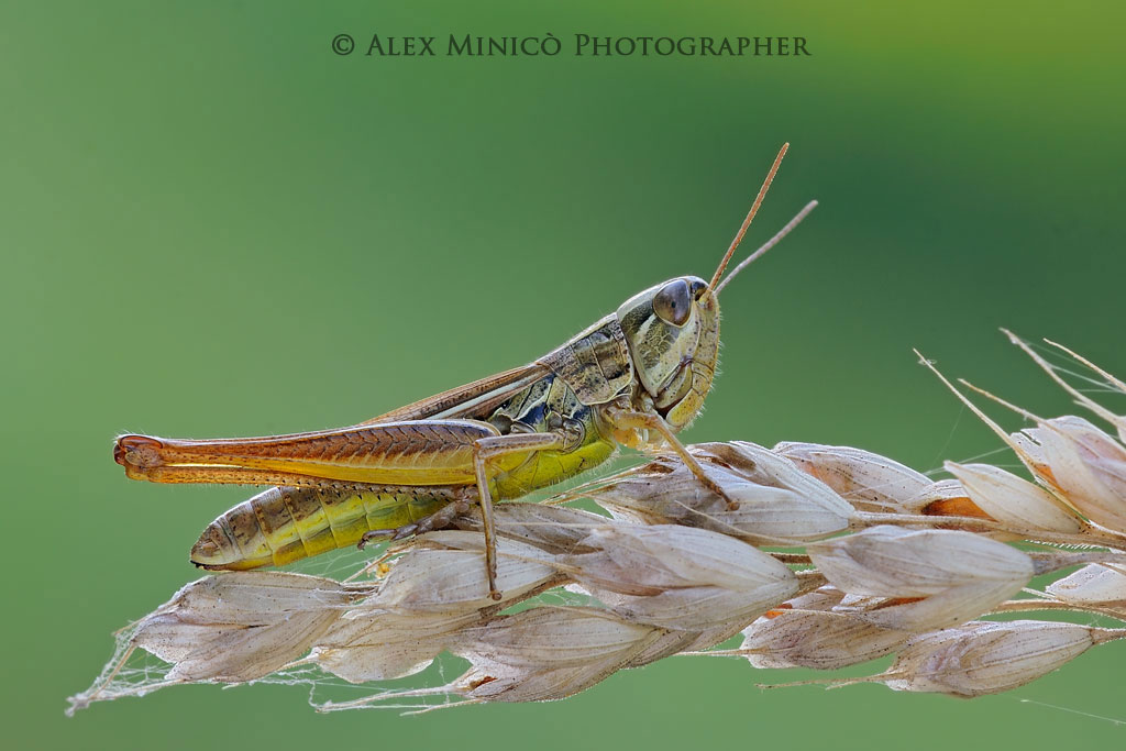 Euchorthippus declivus