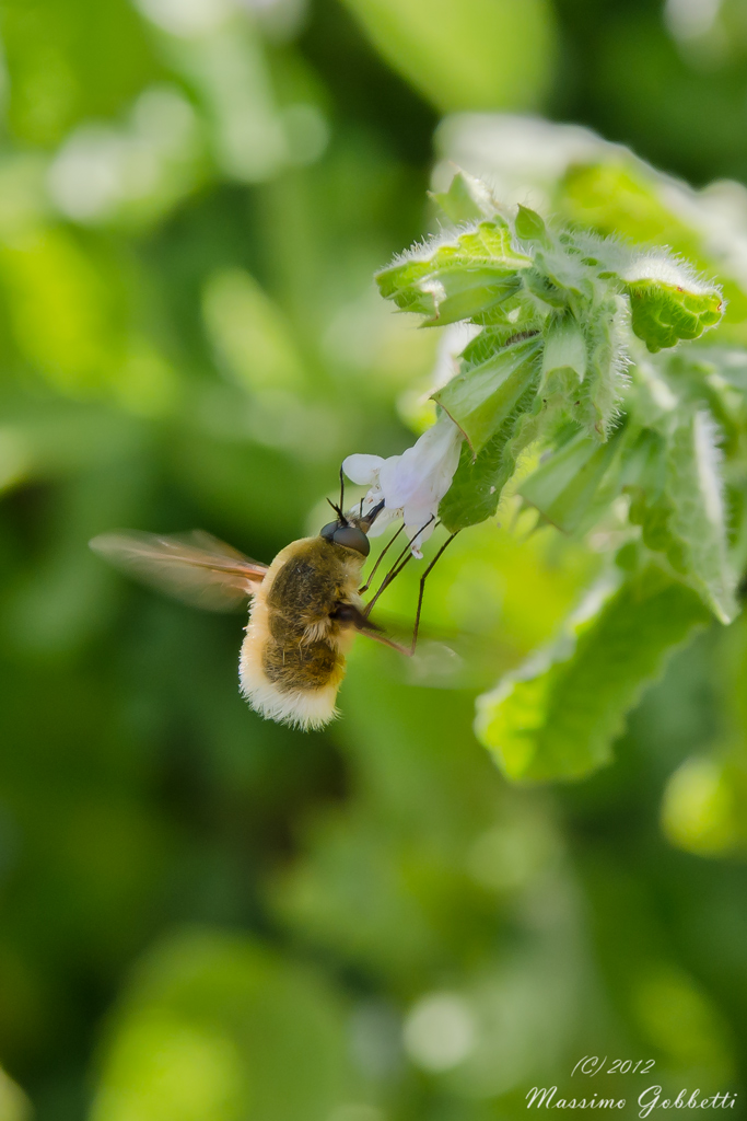 Rifornimento in Volo