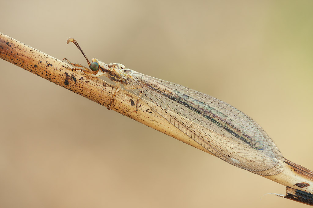 Macronemurus appendiculatus,femmina