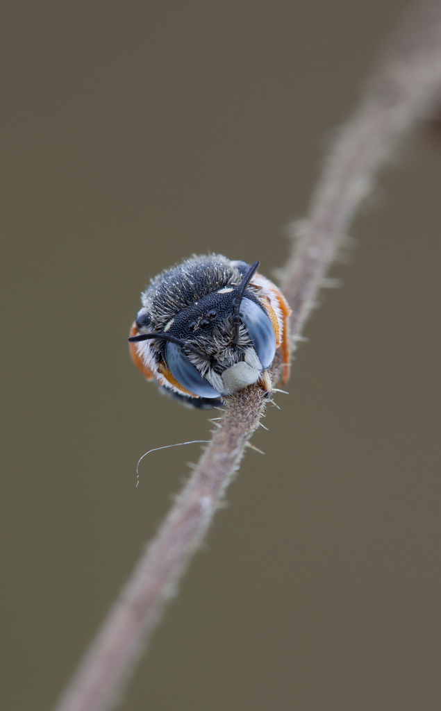 -Hymenoptera- Megachilidae Anthidiellum...
