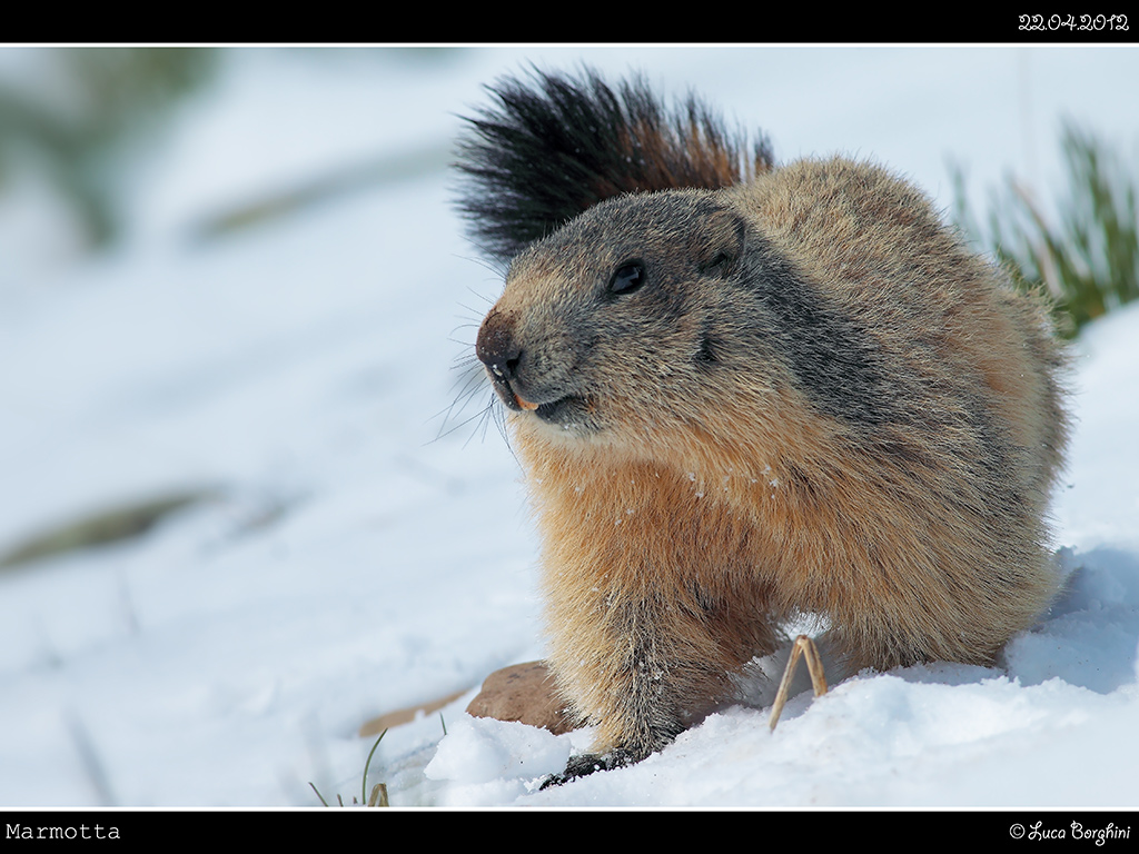 Marmotta # 2